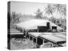 Drying Copra, Solomon Island, Fiji, 1905-null-Stretched Canvas