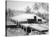 Drying Copra, Solomon Island, Fiji, 1905-null-Stretched Canvas