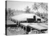 Drying Copra, Solomon Island, Fiji, 1905-null-Stretched Canvas