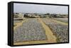 Drying Fish at the Port of Negombo, Sri Lanka, Asia-John Woodworth-Framed Stretched Canvas
