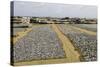Drying Fish at the Port of Negombo, Sri Lanka, Asia-John Woodworth-Stretched Canvas
