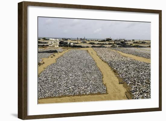 Drying Fish at the Port of Negombo, Sri Lanka, Asia-John Woodworth-Framed Photographic Print