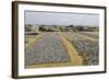 Drying Fish at the Port of Negombo, Sri Lanka, Asia-John Woodworth-Framed Photographic Print