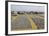 Drying Fish at the Port of Negombo, Sri Lanka, Asia-John Woodworth-Framed Photographic Print