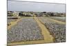 Drying Fish at the Port of Negombo, Sri Lanka, Asia-John Woodworth-Mounted Photographic Print