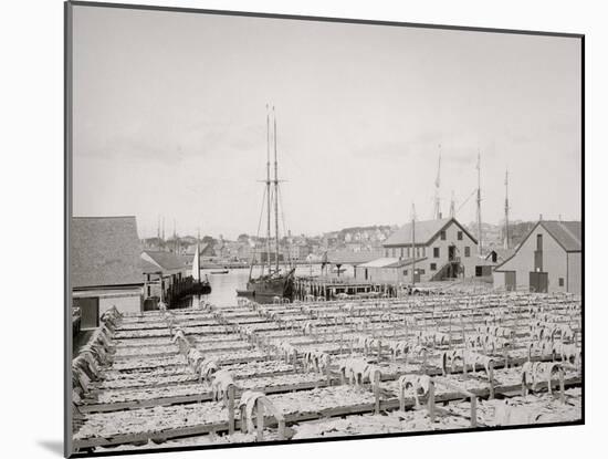 Drying Fish, Gloucester, Mass.-null-Mounted Photo