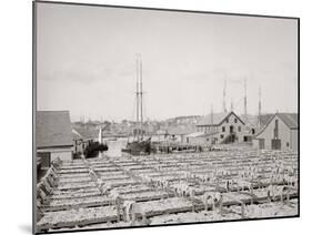Drying Fish, Gloucester, Mass.-null-Mounted Photo