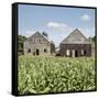Drying House on a Tobacco Plantation, Pinar Del Rio Province, Cuba-Jon Arnold-Framed Stretched Canvas