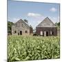 Drying House on a Tobacco Plantation, Pinar Del Rio Province, Cuba-Jon Arnold-Mounted Photographic Print