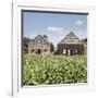 Drying House on a Tobacco Plantation, Pinar Del Rio Province, Cuba-Jon Arnold-Framed Photographic Print