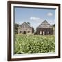 Drying House on a Tobacco Plantation, Pinar Del Rio Province, Cuba-Jon Arnold-Framed Photographic Print