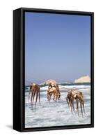 Drying Octopus, Mandrakia Village, Milos Island, Cyclades Group, Greek Islands, Greece-Richard Maschmeyer-Framed Stretched Canvas