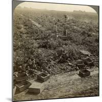 Drying Raisins, Fresno, San Joaquin Valley, California, USA-Underwood & Underwood-Mounted Photographic Print