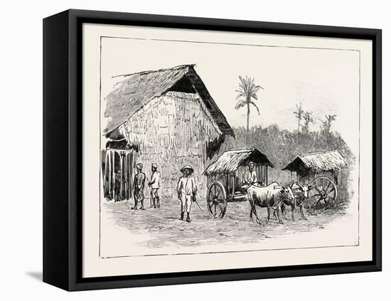 Drying Sheds for Tobacco, Sumatra, Indonesia, 1890-null-Framed Stretched Canvas