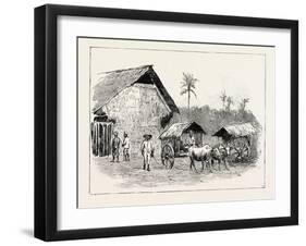 Drying Sheds for Tobacco, Sumatra, Indonesia, 1890-null-Framed Giclee Print