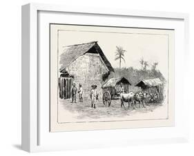 Drying Sheds for Tobacco, Sumatra, Indonesia, 1890-null-Framed Giclee Print