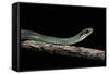 Drymobius Margaritiferus (Speckled Racer)-Paul Starosta-Framed Stretched Canvas