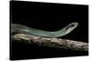 Drymobius Margaritiferus (Speckled Racer)-Paul Starosta-Stretched Canvas