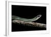Drymobius Margaritiferus (Speckled Racer)-Paul Starosta-Framed Photographic Print