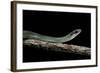 Drymobius Margaritiferus (Speckled Racer)-Paul Starosta-Framed Photographic Print