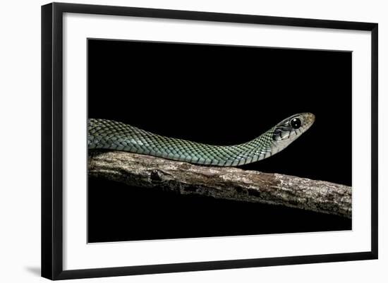 Drymobius Margaritiferus (Speckled Racer)-Paul Starosta-Framed Photographic Print