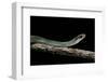 Drymobius Margaritiferus (Speckled Racer)-Paul Starosta-Framed Photographic Print