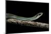 Drymobius Margaritiferus (Speckled Racer)-Paul Starosta-Mounted Photographic Print