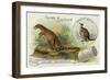 Dryptosaurus and Kangaroo-null-Framed Giclee Print