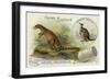 Dryptosaurus and Kangaroo-null-Framed Giclee Print