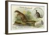 Dryptosaurus and Kangaroo-null-Framed Giclee Print