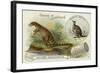 Dryptosaurus and Kangaroo-null-Framed Giclee Print