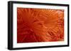 _DSC0012-Tom Kelly-Framed Giclee Print