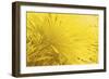 _DSC0013-Tom Kelly-Framed Giclee Print