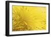 _DSC0013-Tom Kelly-Framed Giclee Print