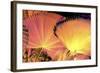 _DSC0045 - Copy-Tom Kelly-Framed Giclee Print