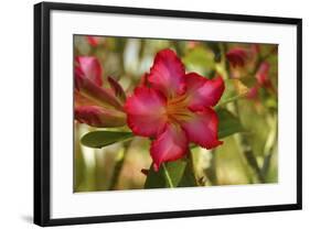 _DSC0079-Tom Kelly-Framed Giclee Print