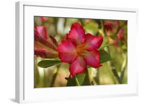 _DSC0079-Tom Kelly-Framed Giclee Print