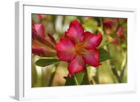 _DSC0079-Tom Kelly-Framed Giclee Print