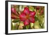 _DSC0079-Tom Kelly-Framed Giclee Print