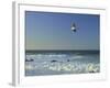 _DSC0368-Tom Kelly-Framed Giclee Print