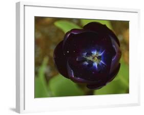 _DSC0563-Tom Kelly-Framed Giclee Print