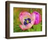 _DSC0566-Tom Kelly-Framed Giclee Print