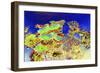 _DSC0676-Tom Kelly-Framed Giclee Print