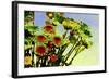 _DSC0677-Tom Kelly-Framed Giclee Print