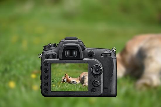 Photo, , large