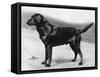 Dual Champion Bramshaw Bob Crufts, Best in Show, 1932 and 1933-Thomas Fall-Framed Stretched Canvas