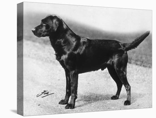 Dual Champion Bramshaw Bob Crufts, Best in Show, 1932 and 1933-Thomas Fall-Stretched Canvas