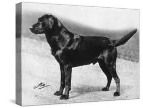 Dual Champion Bramshaw Bob Crufts, Best in Show, 1932 and 1933-Thomas Fall-Stretched Canvas