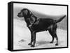 Dual Champion Bramshaw Bob Crufts, Best in Show, 1932 and 1933-Thomas Fall-Framed Stretched Canvas