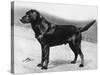 Dual Champion Bramshaw Bob Crufts, Best in Show, 1932 and 1933-Thomas Fall-Stretched Canvas